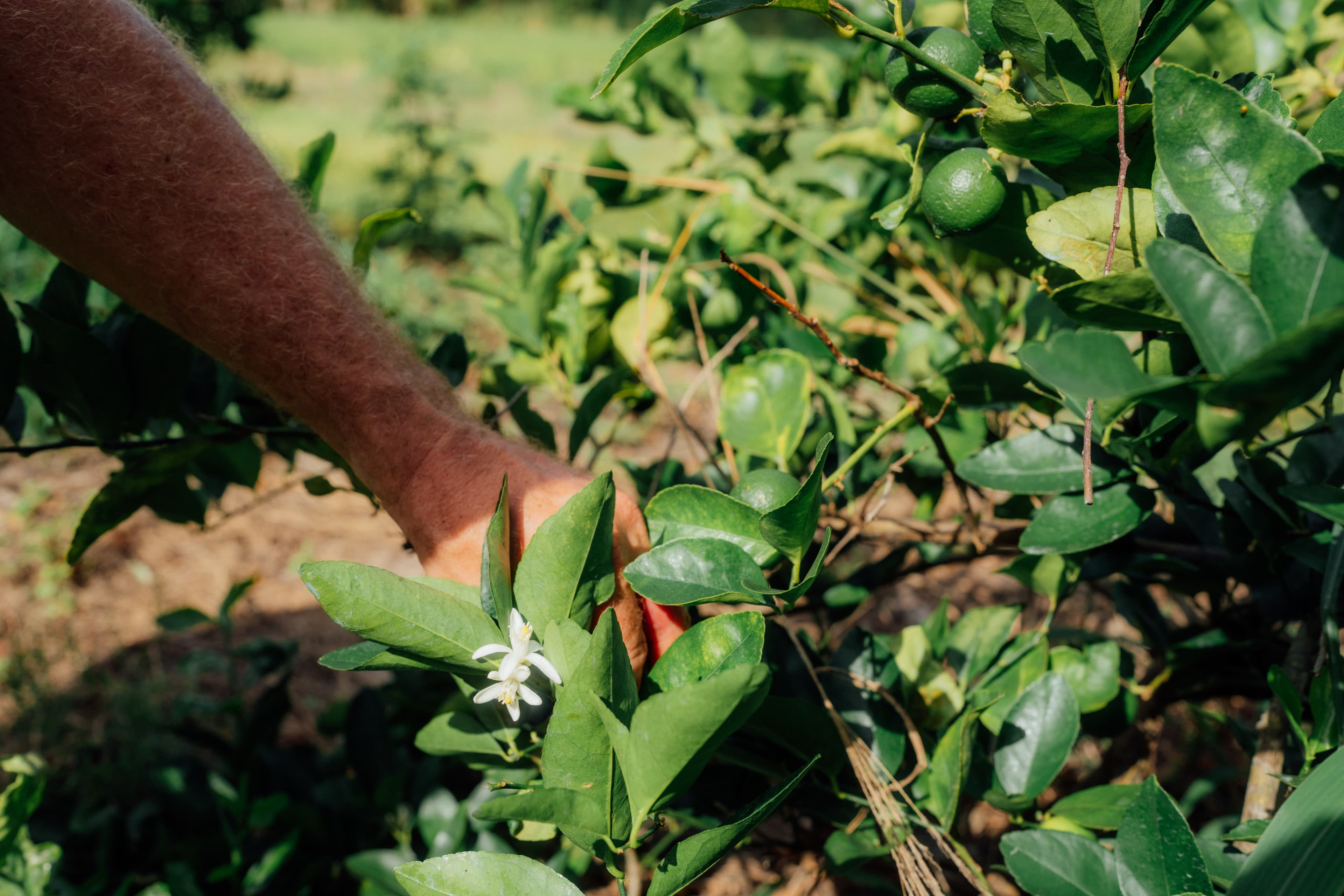 Picking fruit